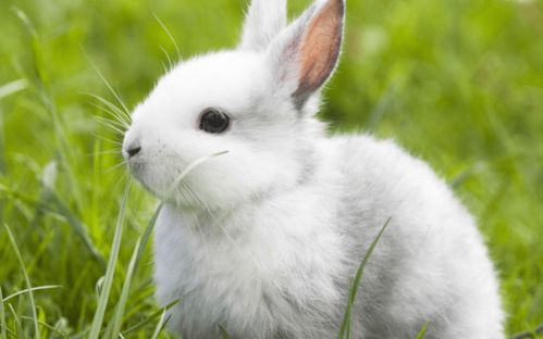 兔子耳螨是什么引起的