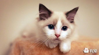 布偶猫一般能活多久 布偶猫寿命是多长时间
