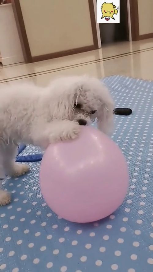 一个气球玩的很开心,小狗狗太可爱了 