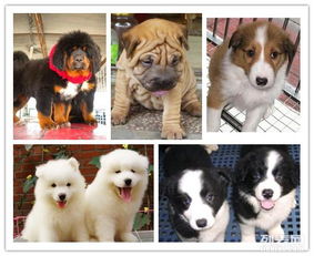 图 基地直销各种世界名犬一包纯种包健康一签协议 深圳宠物狗 