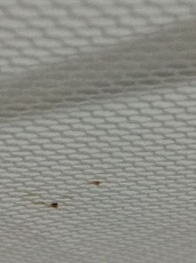 十一回来发现蚊帐上有棕黑色的小颗粒,很少,而且文章细细的线也变成棕色了,请问是不是虫卵啊 要是的话 