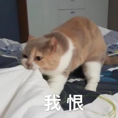 猫咪1岁了现在做绝育伤害大吗(猫咪一岁后绝育可以吗)