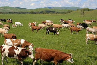 母牛配种的最佳时间 母牛配种有哪几种方式 
