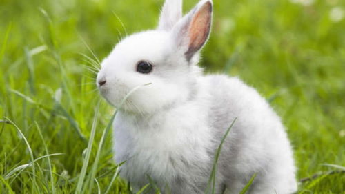 兔子怎么养才亲人？