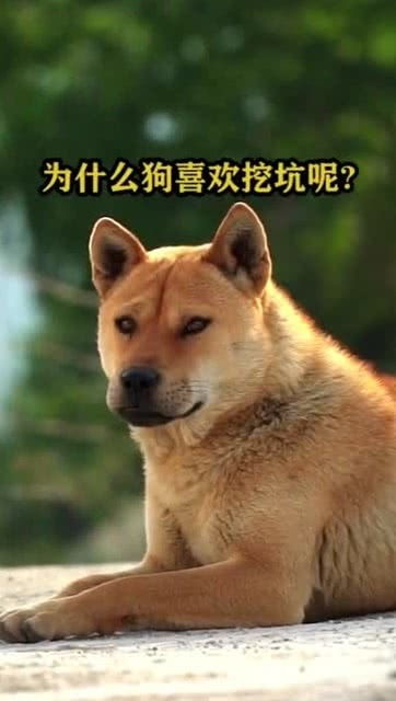 狗狗为什么挖坑