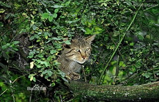 金庸武侠人物中的猫科动物 