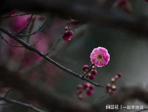 李清照 蝶恋花 暖雨晴风初破冻