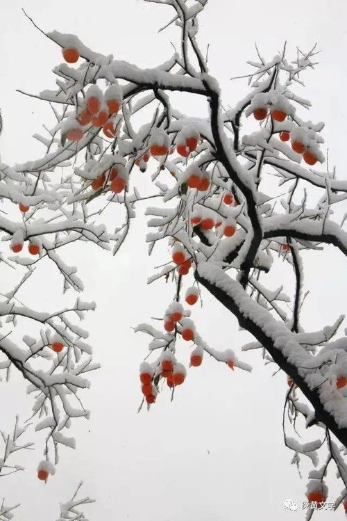 张正勇 相思的雪 主播 心语