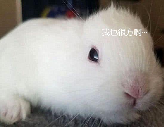 大白兔生了一窝小兔子,有一只缺俩耳朵,一看主人的办法 厉害了
