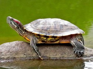 红耳乌龟是深水龟还是浅水龟？