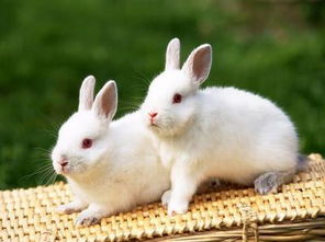 小白兔吃饭时的样子和生活习性 