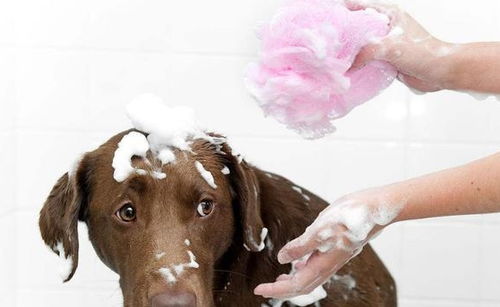 在家给狗狗洗澡的5个步骤,简单易学