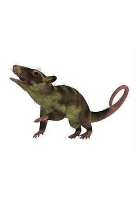 在恐龙的时代,人类的祖先什么样 状如老鼠,巴掌上能放好几个