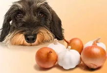 再次忠告 这5种蔬菜,狗狗不能吃,严重的甚至会贫血