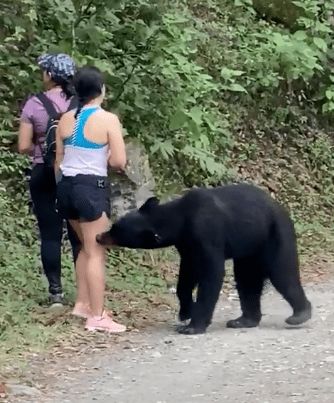 美女爬山惨遭黑熊强抱 拍腿 轻拉要抢压寨夫人,她竟还自拍