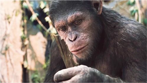 动物反叛人类的标志性电影,从一个群体进化成猩球 猩球崛起 