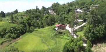 我娘家在达川区南岳旋顶山包谷槽 那里有野菊花