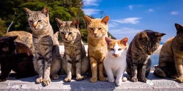为什么猫在英文中叫Cat 猫是起源于古埃及吗 