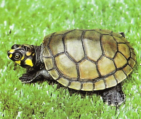 黄头侧颈龟吃什么 黄头侧颈龟的混养心得