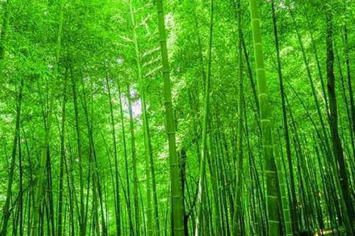 竹子是靠什么繁殖？