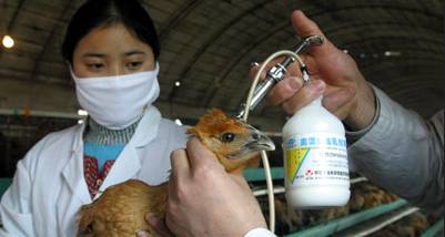 鸡发病后能紧急接种的疫苗有哪几种 