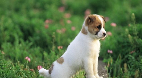 中国人喜欢给狗狗起的5类名字,第一种数字类,第五种最流行