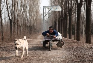 衷爱无言 6月9日上映 讲述老人与狗的温情往事 图