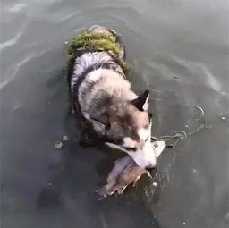 主人带哈士奇到河边,没想到狗子居然下水去抓鱼,