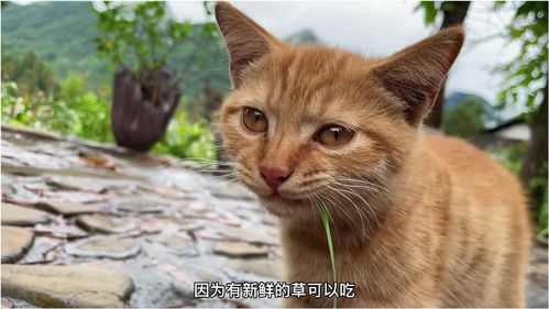 旧房改造 我的猫不一般,给我的猫做一个家 