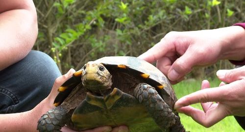 凸甲陆龟属于国家几级保护动物？