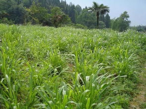 牧草种植每亩投入多少钱 每季亩产量多少 