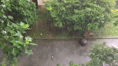 驴姐姐实拍 杭州这么大的雨无法出门,只好在窗边看雨听雨 