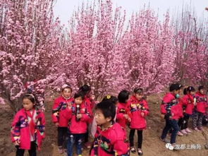 淮阳新站峰名双语幼儿园小朋友春游活动大曝光 