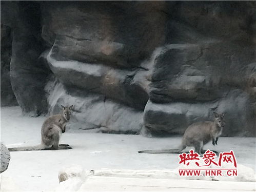 郑州动物园又迎来新朋友 体型最小的大袋鼠你见过吗 