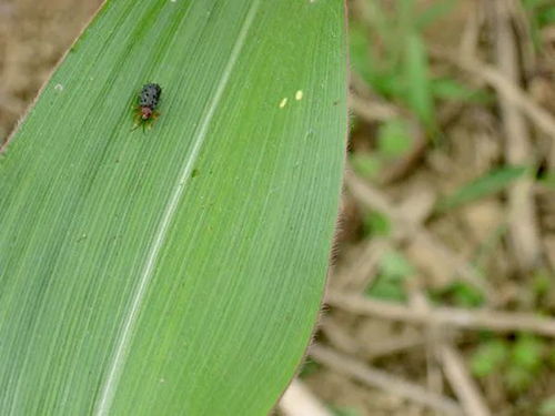 玉米铁甲虫发生趋势预报,玉米害虫甲壳虫有哪些