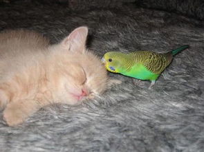 组图 小鹦鹉引酣睡猫入鸟笼 
