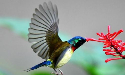 叉尾太阳鸟,中国太阳鸟科鸟类,分享大家欣赏