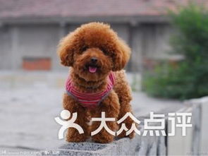 北京1号线宠物 