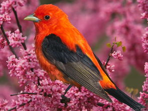 小鸟是大自然的音乐家范文