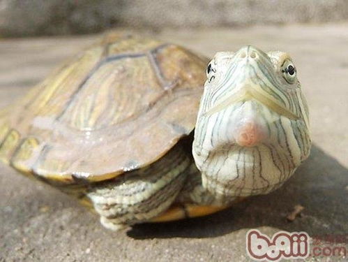 巴西龟得白眼病了怎么办 