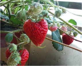 草莓一年四季都有吗一年结果几次,四季草莓一年结几次果？