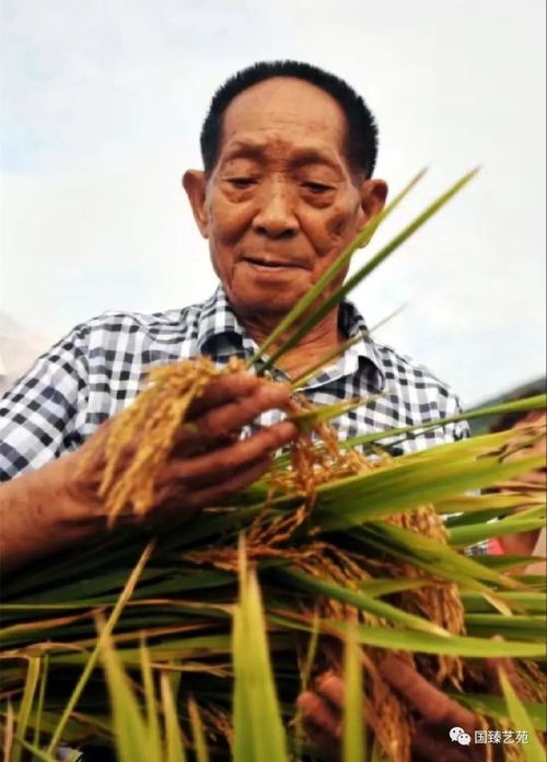 建议为袁隆平院士逝世降半旗志哀(新华社:建议为袁隆平降半旗志哀)