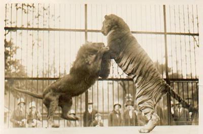 最强猫科动物,老虎以1敌3大战狮子,三头雄狮和老虎展开车轮战