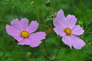 鲜花,flower,春天 