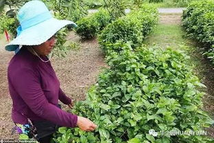 茉莉花种植可每天收割收入可观 