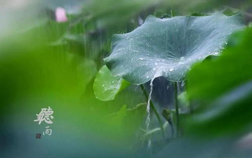 听 窗外雨落成诗