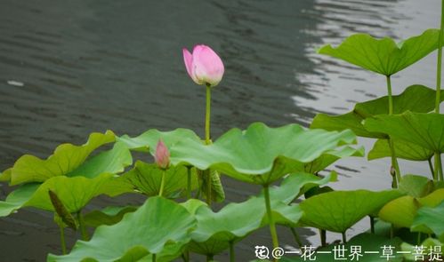 荷花有哪些冷知识 荷花的冷知识