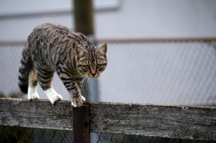 故事的魅力，大家共述的奇妙世界，一只想飞的猫喜鹊为什么要给大家讲故事