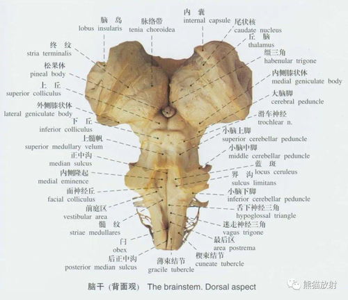 系统解剖标本图谱丨脊髓 脑