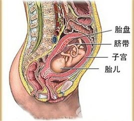胎盘后壁生男生女靠谱吗 胎盘前置和胎盘后壁是什么意思 